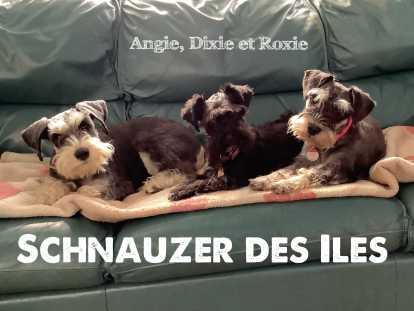 Chiot Schnauzer Nain