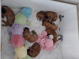 Les babys ont presque 4 semaines