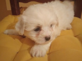 Chiots de race Coton de Tuléar à vendre (1 femelle & 1 mâle)