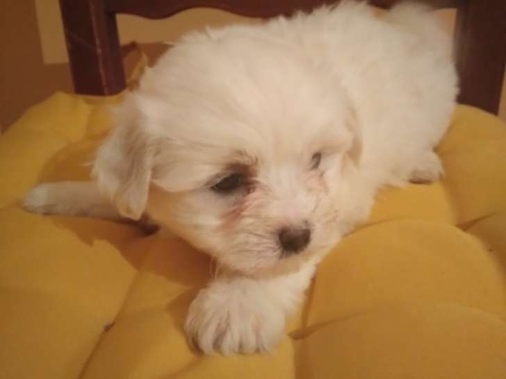 Chiots de race Coton de Tuléar à vendre (1 femelle & 1 mâle)