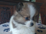 Chiots de race Loulou de Poméranie à vendre (2 femelles & 2 mâles)