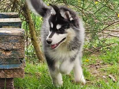 Chiots Pomskies sevrés à vendre