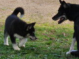 Chiots Pomskies sevrés à vendre