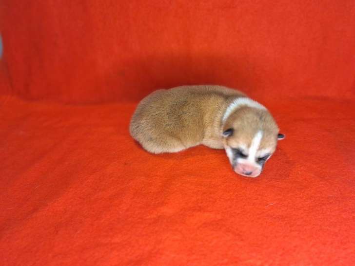 À réserver, 3 chiots Akita Inu (LOF)