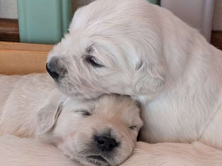 3 chiots Golden Retriever LOF à réserver