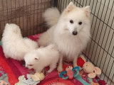 À réserver, 4 chiots Spitz Japonais LOF