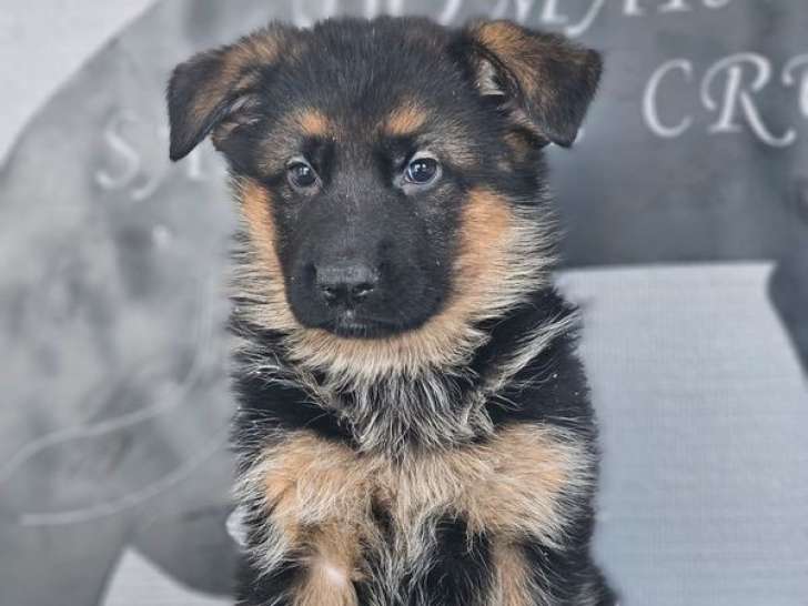 1 chiot femelle Berger Allemand disponible à la vente (LOF)