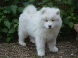 1 chiot mâle Samoyède disponible à la réservation (LOF)
