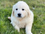 4 chiots Golden Retriever LOF à vendre