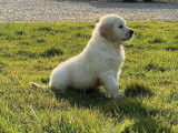 4 chiots Golden Retriever LOF à vendre