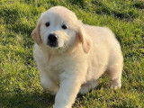 4 chiots Golden Retriever LOF à vendre