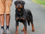 Chien Rottweiler LOF disponible pour saillie