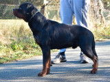 Chien Rottweiler LOF disponible pour saillie