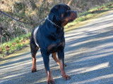 Chien Rottweiler LOF disponible pour saillie