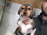 Chiots femelles Beagle-Harrier disponibles à l’achat (LOF)