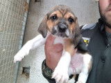 Chiots femelles Beagle-Harrier disponibles à l’achat (LOF)