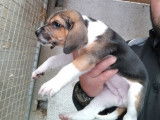 Chiots femelles Beagle-Harrier disponibles à l’achat (LOF)