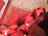 Chiots femelles Beagle-Harrier disponibles à l’achat (LOF)