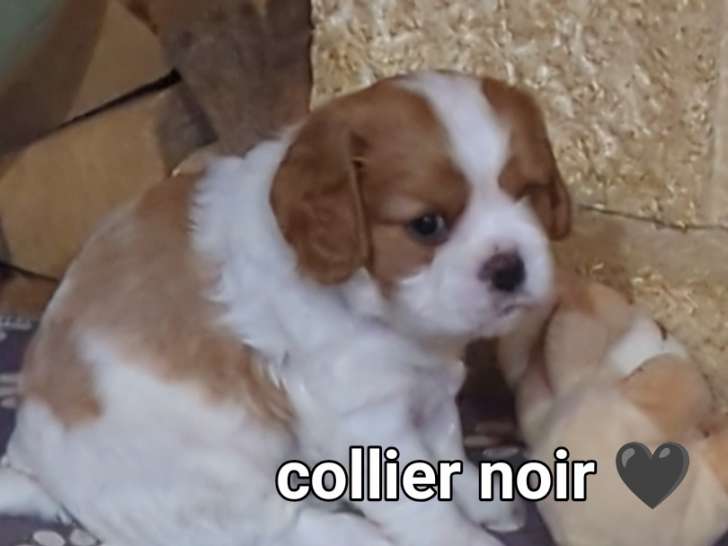 Chiots de race Cavalier King Charles Spaniel à réserver