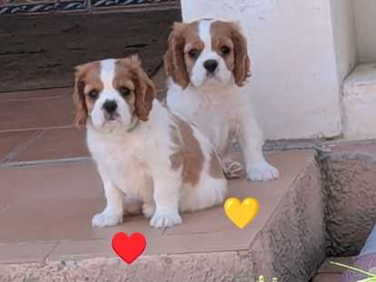 2 mâles bleinhem Cavalier King Charles Spaniel à réserver