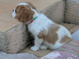 1 mâle bleinhem Cavalier King Charles Spaniel disponible