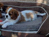 1 mâle bleinhem Cavalier King Charles Spaniel disponible