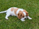 1 mâle bleinhem Cavalier King Charles Spaniel disponible
