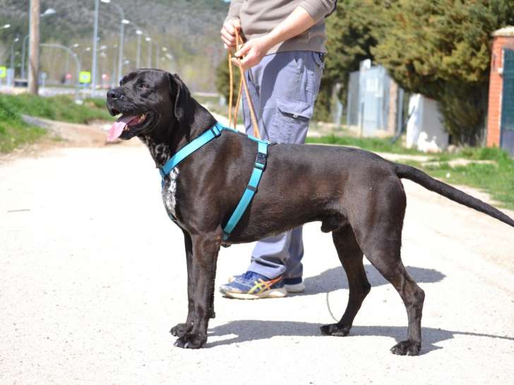 Simba, un super chien très affectueux à adopter