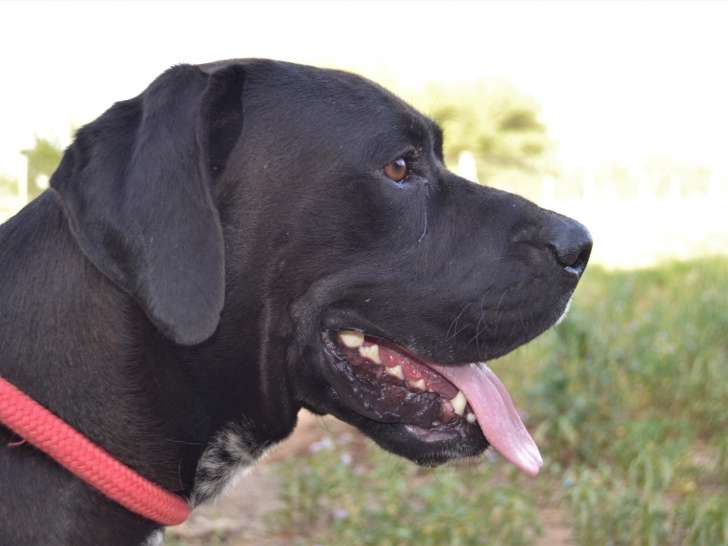 Simba, 2 ans, une perle à découvrir !