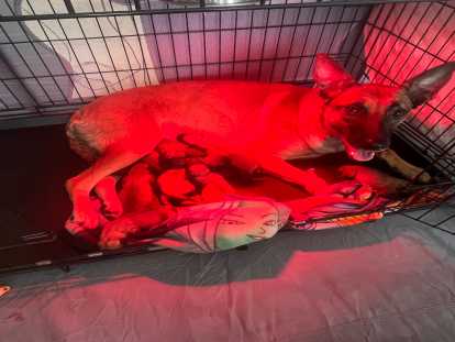 Chiots Malinois à vendre