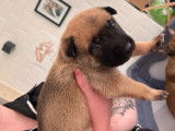Chiots Malinois à vendre