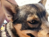 Mâle Vallhund Suédois disponible pour saillie