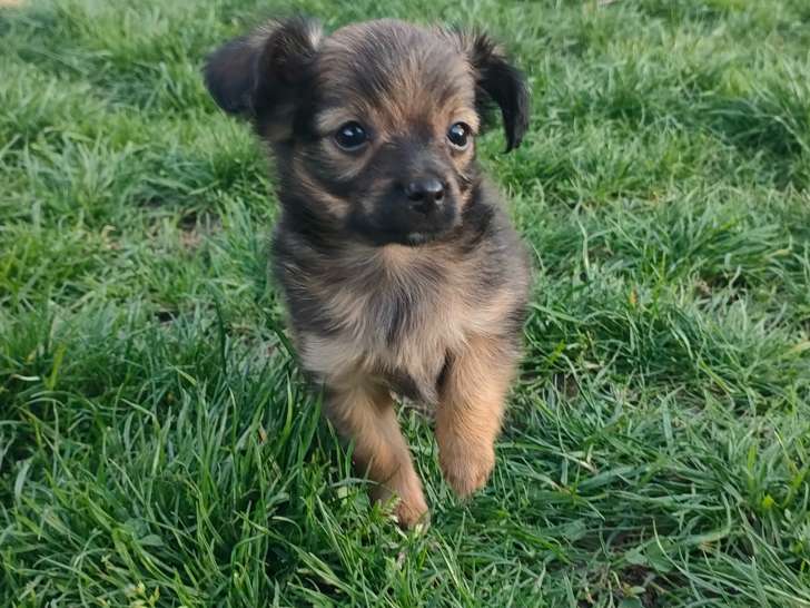 Chiots de race Russkiy Toy à vendre (3 mâles)
