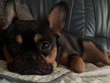 Chien adulte de race Bouledogue Fran&ccedil;ais M&acirc;le &agrave; vendre