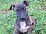 À adopter : chiot femelle de 3 mois