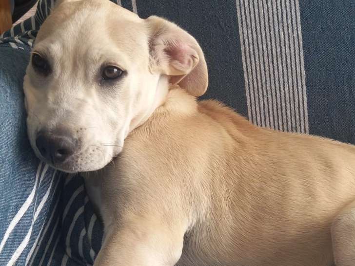 En attente d'adoption : chiot mâle beige