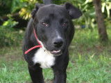 Prêt pour l’adoption : chiot mâle noir avec marque blanche