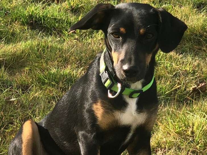 En attente d’un foyer : chiot femelle noir et feu
