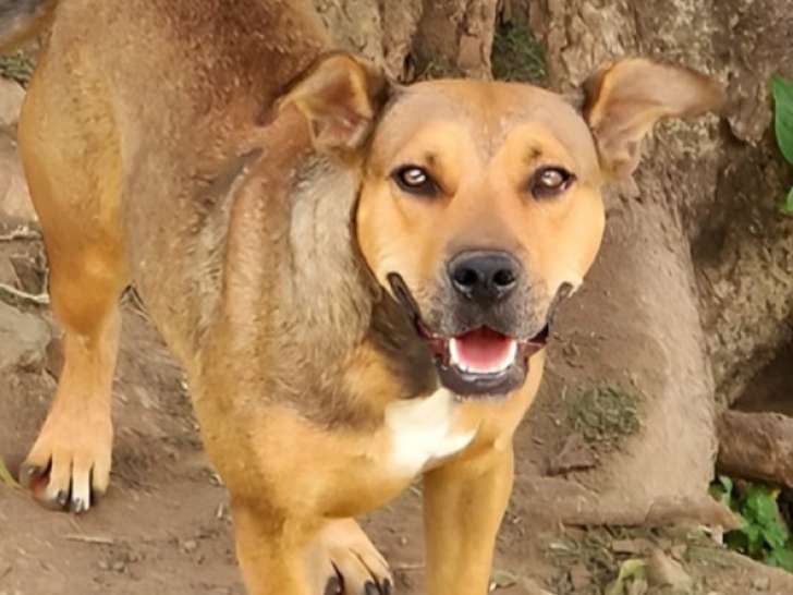 Chienne d'un an à adopter