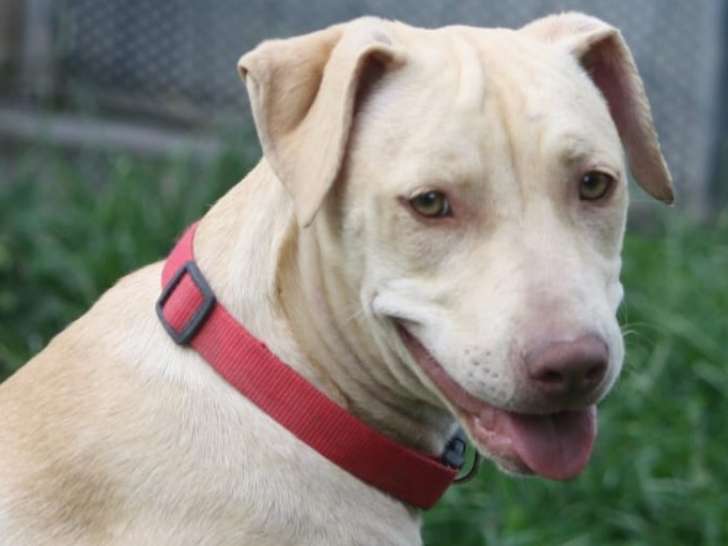 Chiot femelle de 7 mois à accueillir