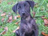 Chiot femelle de 3 mois à la recherche d’un foyer