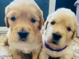 Chiots Golden Retriever LOF à réserver