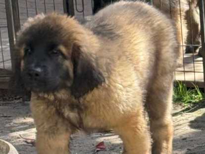 Très joli chiot mâle Leonberg à vendre