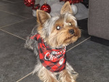 Mâle Yorkshire toy disponible pour saillie