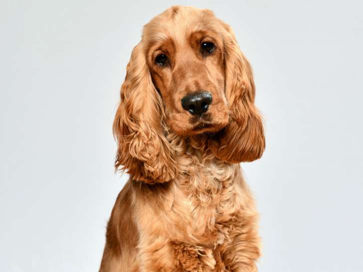 Mâle Cocker Anglais LOF disponible pour saillie