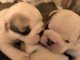 Chiots Bouledogue Anglais à vendre