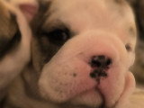 Chiots Bouledogue Anglais à vendre
