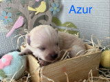 Azur