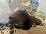 Aros