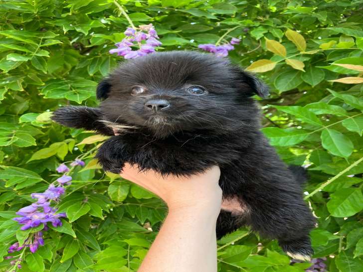 Chiots Pomchi à vendre